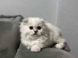 Scotish Fold Yavru Kedi