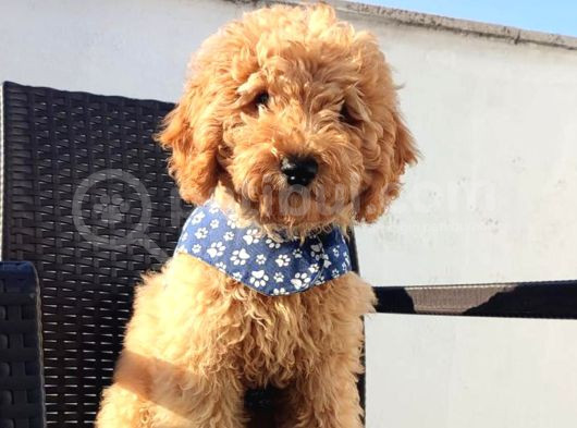 Redbrown Toy Poodle Yavruları - Irk Ve Soy Garantili