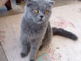 Sevgi Yumağı Scottish Fold Düşük Kulak