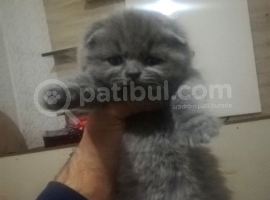 Show Kalitede Kedilerim Her Yere Gönderilir görsel