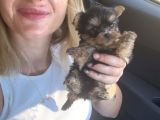 Yorkshire Terrier Yavrular