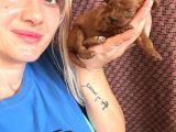 Toy Poodle Yavrular