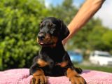 Üst Kalite King Doberman Yavruları Kızıl Siyah