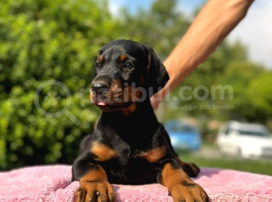 Üst Kalite King Doberman Yavruları Kızıl Siyah görsel