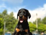 Üst Kalite King Doberman Yavruları Kızıl Siyah