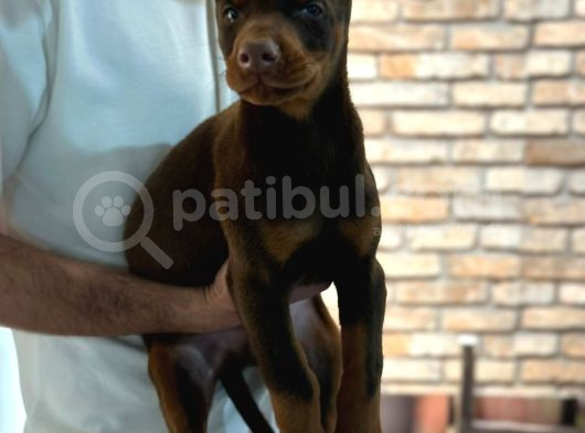 Üst Kalite King Doberman Yavruları Kızıl Siyah görsel