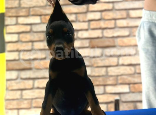 Üst Kalite King Doberman Yavruları Kızıl Siyah