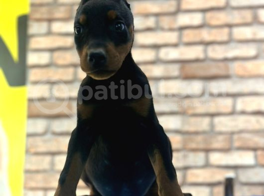 Üst Kalite King Doberman Yavruları Kızıl Siyah görsel