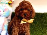 Koreni̇n Teacup Poodle Bebekleri̇