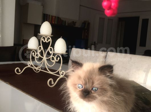 Son Kalan Bebislerim