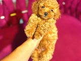 Mini boy puppy kıpkırmızı Red TOOY POODLE 