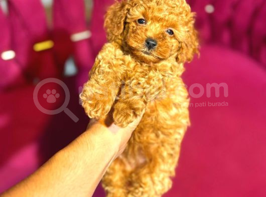 Mini Boy Puppy Kıpkırmızı Red Tooy Poodle 