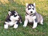 Mavi Göz Safkan Husky Yavrularım