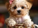 Maltipo Cinsi Yavrular Kahve Tonlu Mini Boy Puppy 