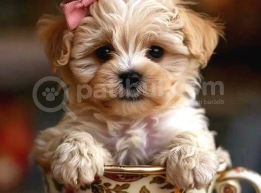 Maltipo Cinsi Yavrular Kahve Tonlu Mini Boy Puppy  görsel