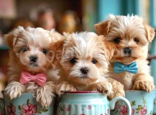 Maltipo Cinsi Yavrular Kahve Tonlu Mini Boy Puppy 