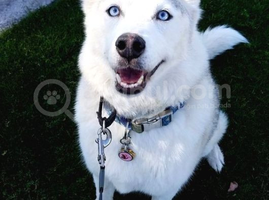 Yavru Beyaz Husky Mavi Gözleri Deniz Gibi Ya Rular