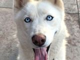 Yavru Beyaz Husky Mavi Gözleri Deniz Gibi Ya Rular