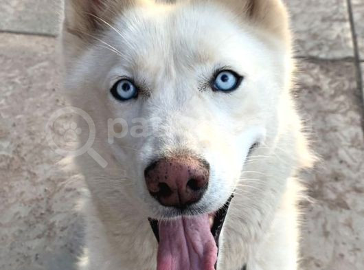 Yavru Beyaz Husky Mavi Gözleri Deniz Gibi Ya Rular görsel