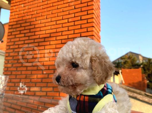 Minik Poodle Gibi Maltipoo Yavrular görsel