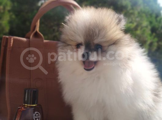 Her Renk Pomerian Boo Bizde