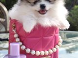 Her Renk Pomerian Boo Bizde