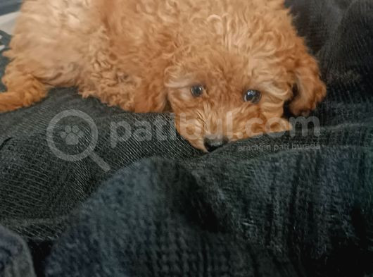 Poodle Bebişler görsel