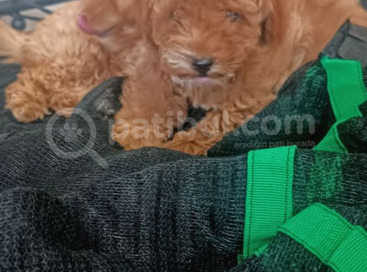 Poodle Bebişler görsel