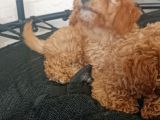Poodle Bebişler