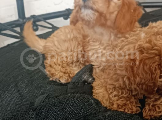 Poodle Bebişler görsel