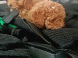 Poodle Bebişler