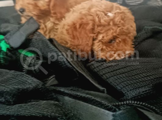 Poodle Bebişler görsel