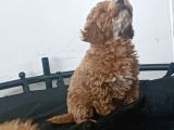 Poodle Bebişler