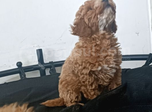 Poodle Bebişler görsel