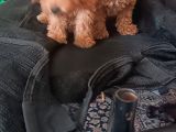 Poodle Bebişler