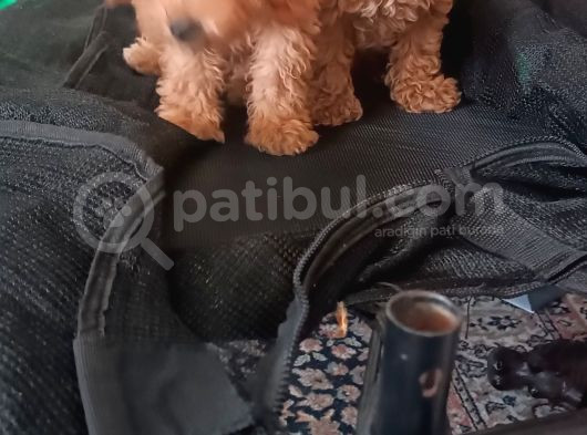 Poodle Bebişler görsel