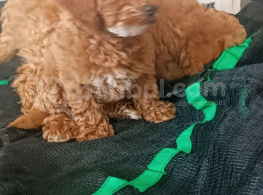 Poodle Bebişler
