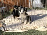Mavi Göz Safkan Husky Yavrularım