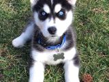 Mavi Göz Safkan Husky Yavrularım