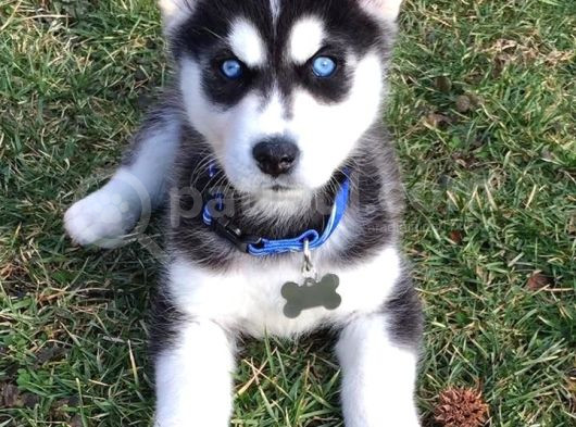 Mavi Göz Safkan Husky Yavrularım görsel