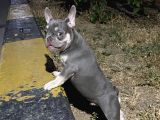 Tan Lilac Rengi Özel Irk French Bulldog