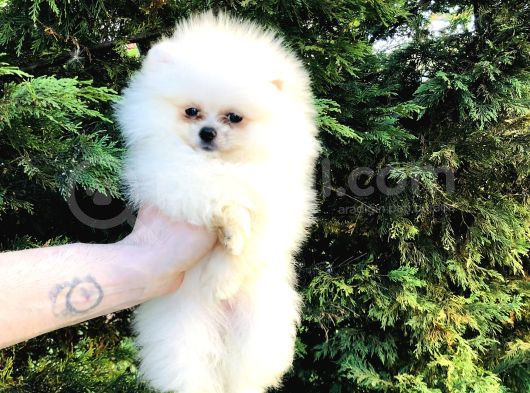 Pomeranian Boo Ayı Sürat görsel