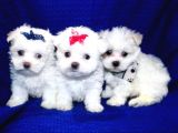 Maltesse Terrier Cinsi Mini Boy Puppy Kar Beyaz 