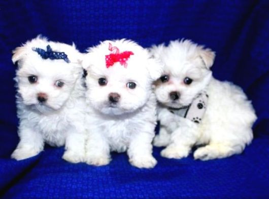 Maltesse Terrier Cinsi Mini Boy Puppy Kar Beyaz  görsel