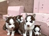 Mavi Göz Safkan Husky Yavrularım