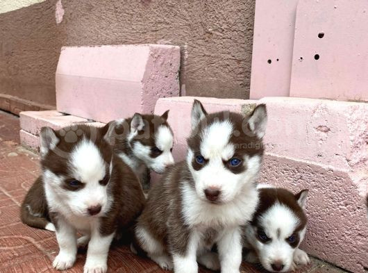 Mavi Göz Safkan Husky Yavrularım görsel