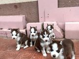Mavi Göz Safkan Husky Yavrularım