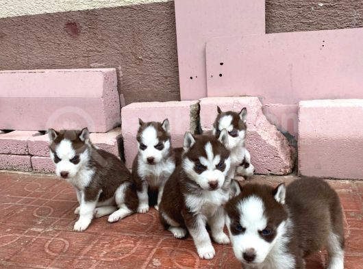 Mavi Göz Safkan Husky Yavrularım görsel