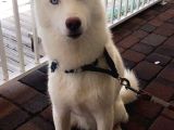 Yavru Beyaz Husky Mavi Gözleri Deniz Gibi Ya Rular