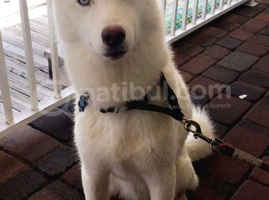 Yavru Beyaz Husky Mavi Gözleri Deniz Gibi Ya Rular görsel